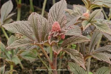 Rodgersia pinnata 'Bronze Peacock'
