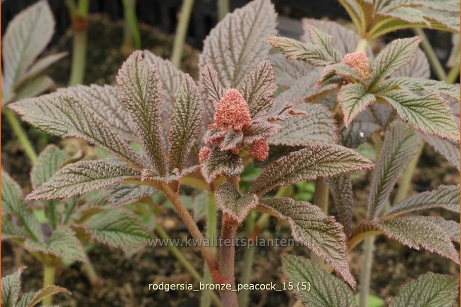 Rodgersia pinnata 'Bronze Peacock'