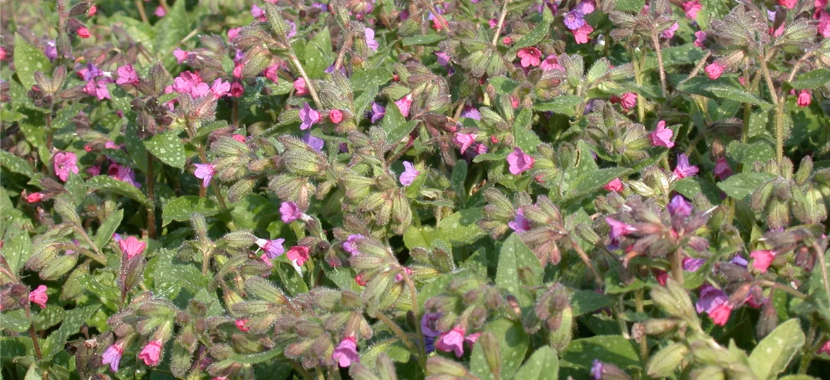 Pulmonaria saccharata 'Dora Bielefeld'