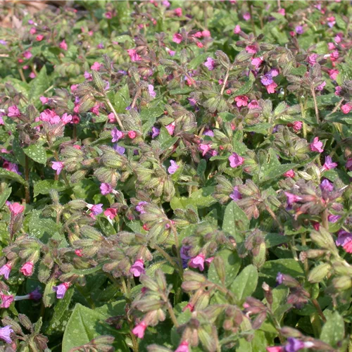 Pulmonaria saccharata 'Dora Bielefeld'