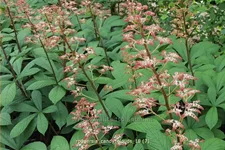 Rodgersia 'Candy Clouds'