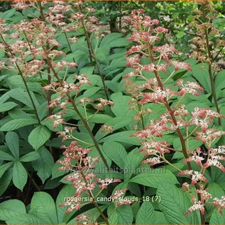 Rodgersia 'Candy Clouds'