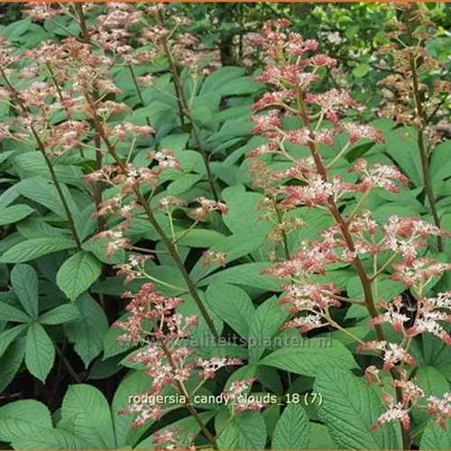 Rodgersia 'Candy Clouds'
