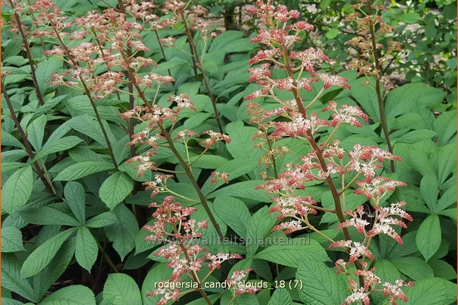 Rodgersia 'Candy Clouds'
