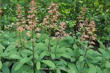 Rodgersia 'Candy Clouds'