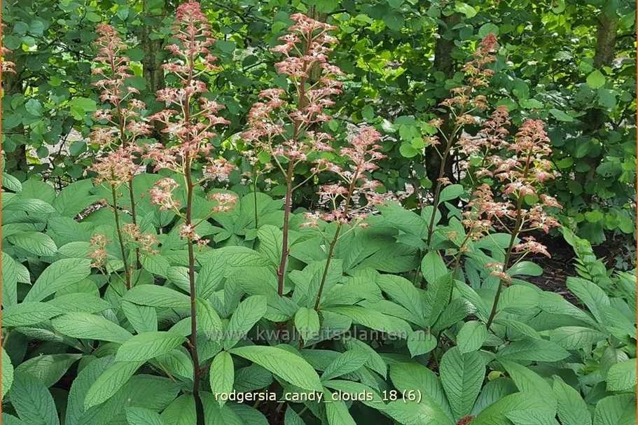 Rodgersia 'Candy Clouds'