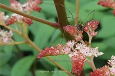 Rodgersia 'Candy Clouds'
