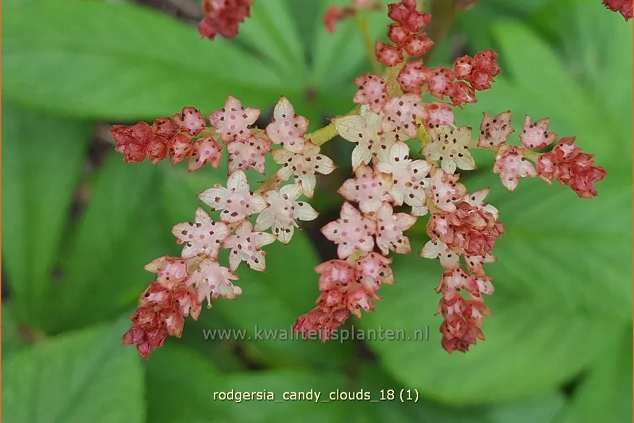 Rodgersia 'Candy Clouds'