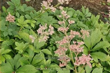 Rodgersia 'Die Anmutige'
