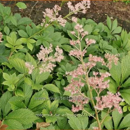 Rodgersia 'Die Anmutige'