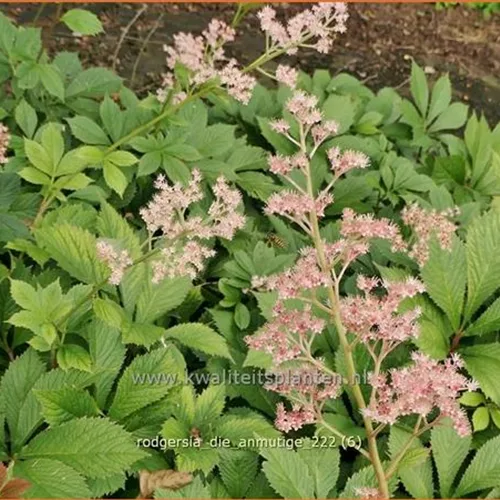 Rodgersia 'Die Anmutige'