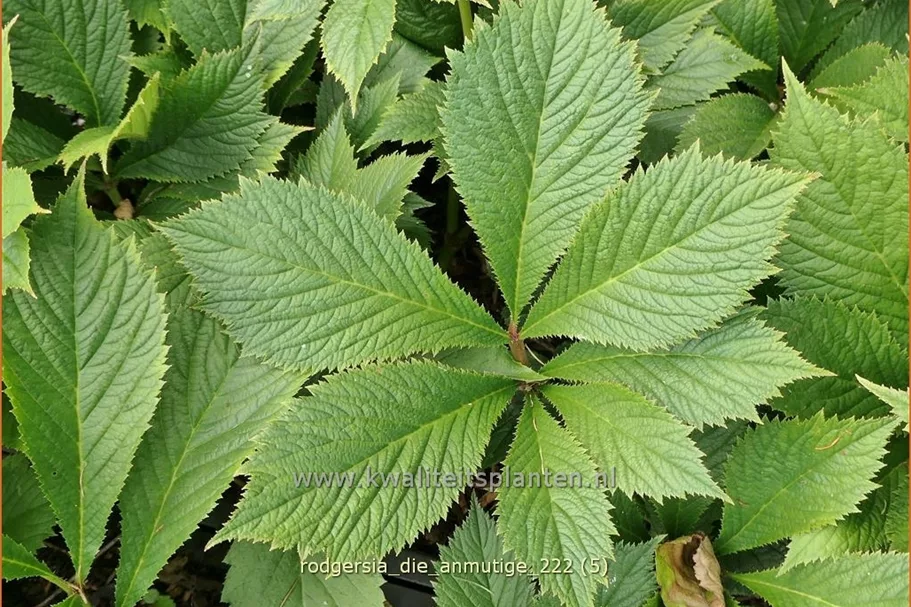 Rodgersia 'Die Anmutige'