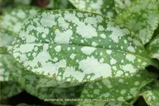 Pulmonaria saccharata 'Mrs Moon'
