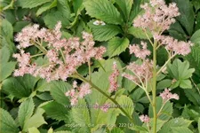 Rodgersia 'Die Anmutige'