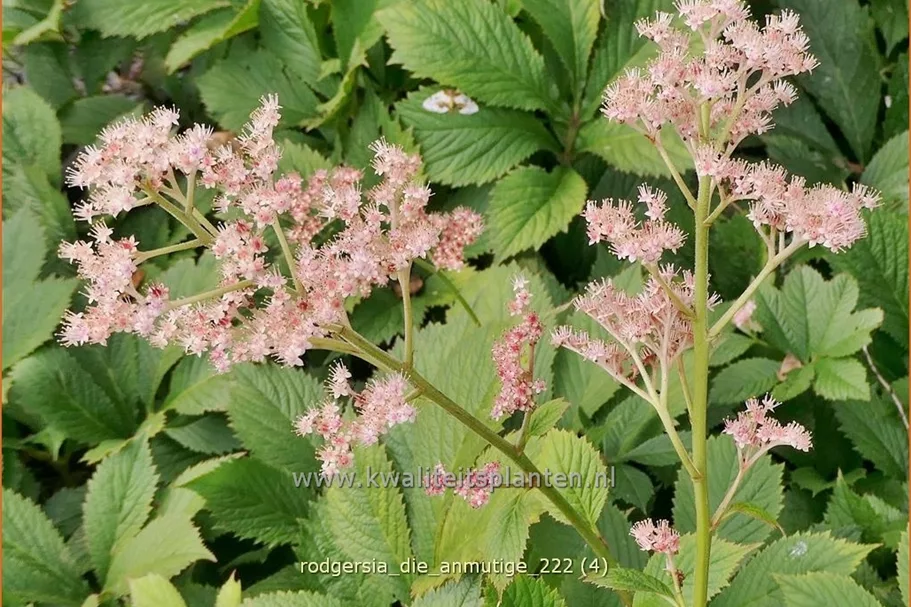 Rodgersia 'Die Anmutige'