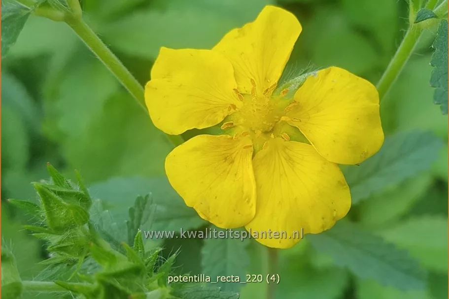 Potentilla recta