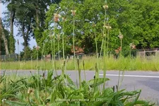 Plantago lanceolata