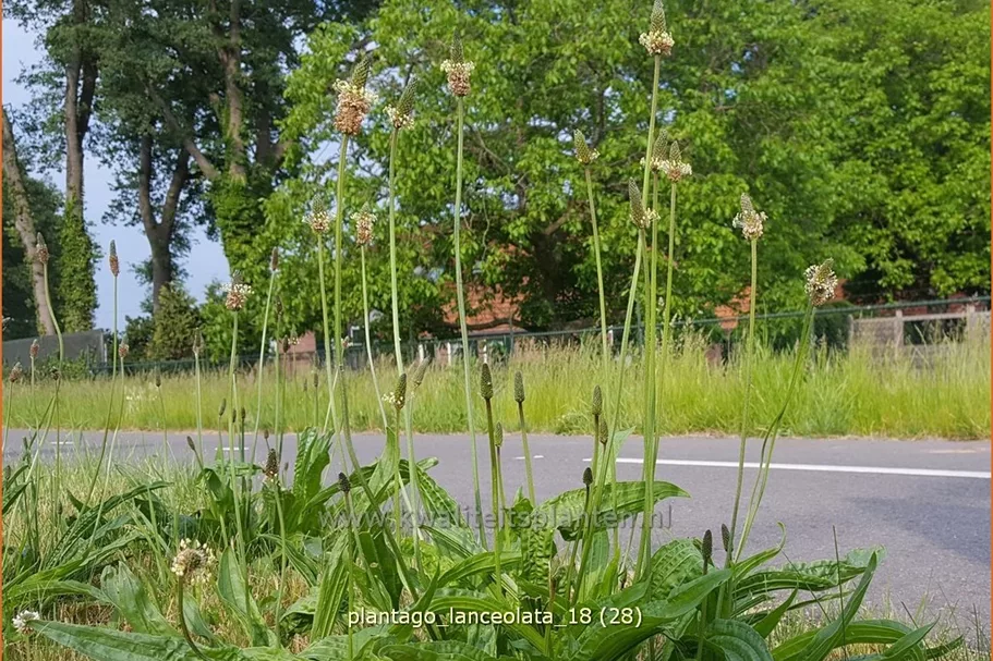 Plantago lanceolata