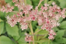 Rodgersia 'Die Anmutige'