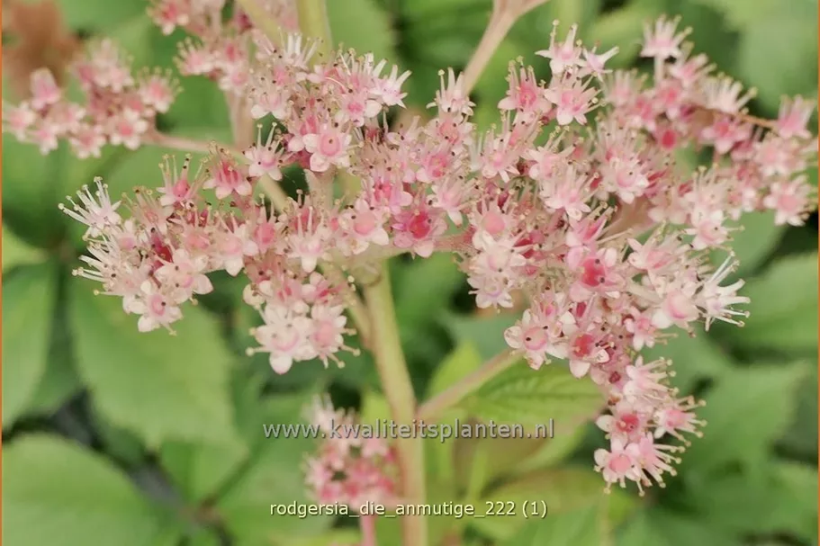 Rodgersia 'Die Anmutige'