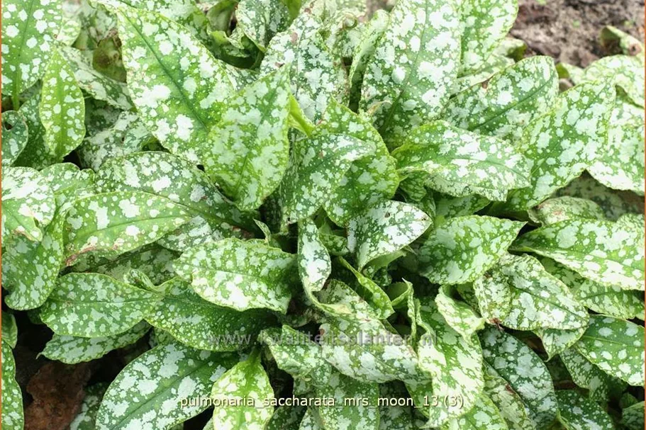 Pulmonaria saccharata 'Mrs Moon'