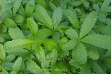 Potentilla recta