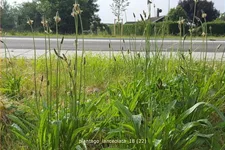 Plantago lanceolata