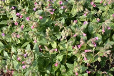 Pulmonaria saccharata 'Mrs Moon'
