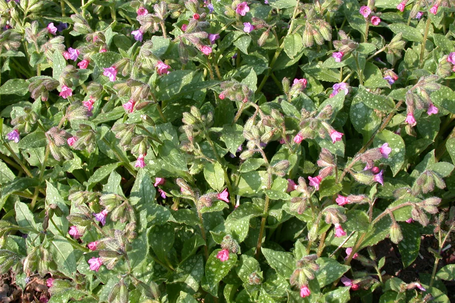Pulmonaria saccharata 'Mrs Moon'