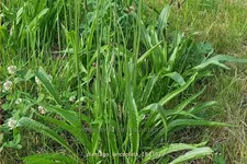 Plantago lanceolata