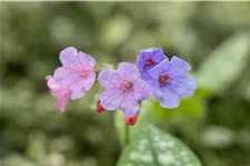 Pulmonaria saccharata 'Mrs Moon'