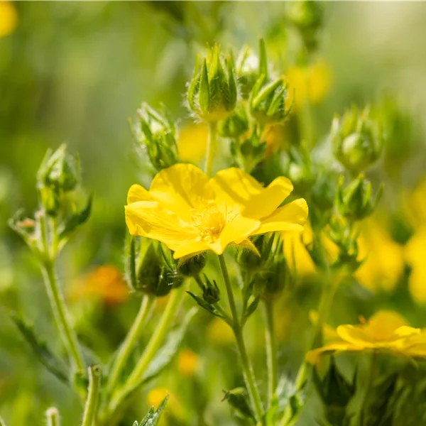 Potentilla recta