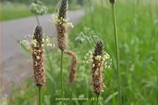 Plantago lanceolata