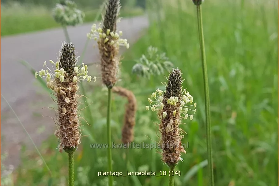 Plantago lanceolata