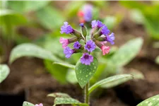 Pulmonaria saccharata 'Mrs Moon'
