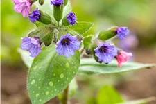 Pulmonaria saccharata 'Mrs Moon'