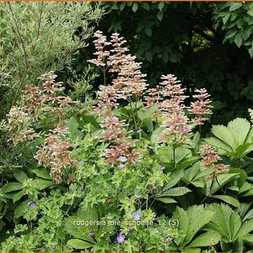 Rodgersia henrici 'Die Schöne'