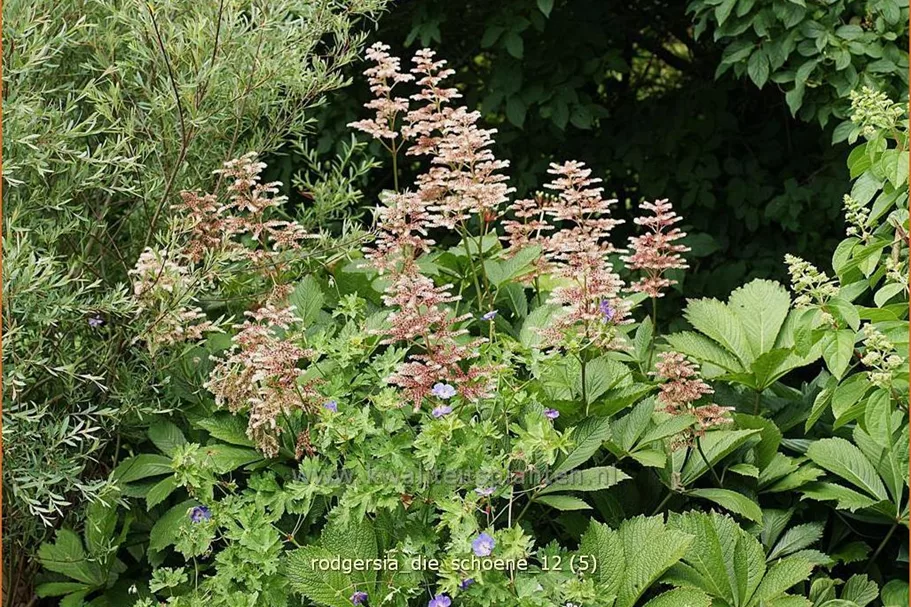 Rodgersia henrici 'Die Schöne'