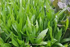 Plantago lanceolata