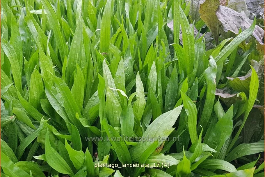 Plantago lanceolata