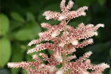 Rodgersia henrici 'Die Schöne'
