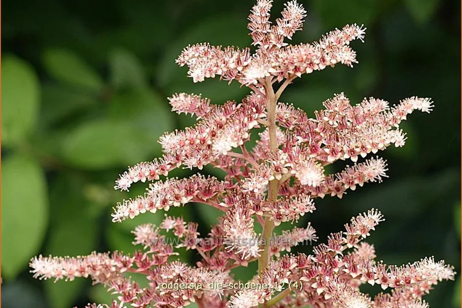 Rodgersia henrici 'Die Schöne'