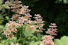 Rodgersia henrici 'Die Schöne'