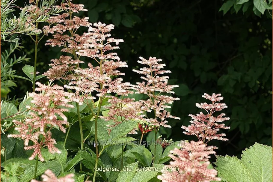 Rodgersia henrici 'Die Schöne'