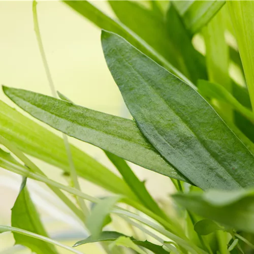 Plantago lanceolata