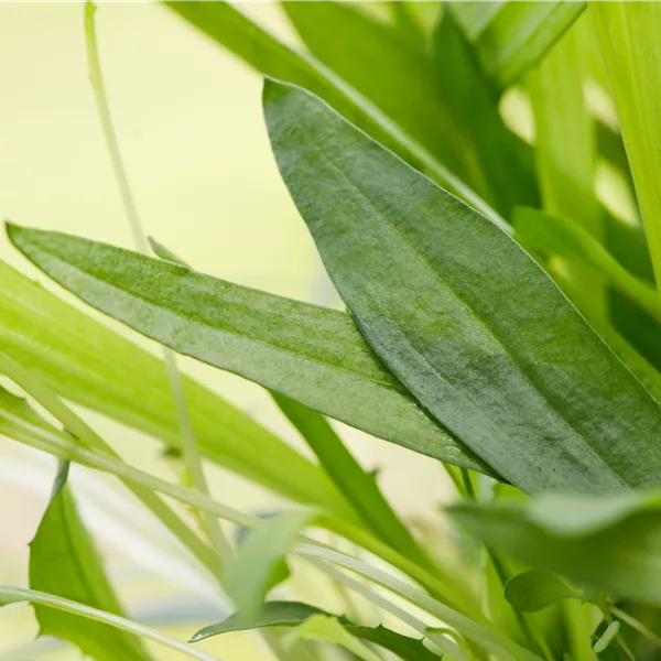 Plantago lanceolata