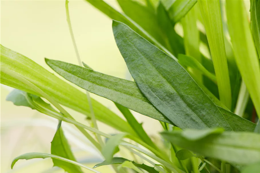 Plantago lanceolata