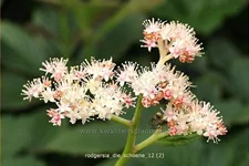 Rodgersia henrici 'Die Schöne'