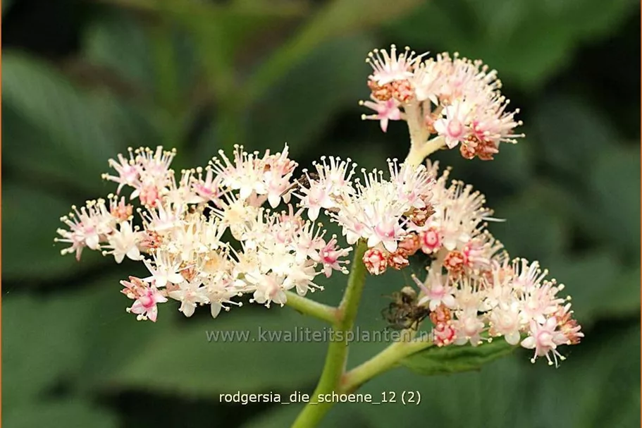 Rodgersia henrici 'Die Schöne'