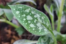 Pulmonaria saccharata 'Opal'